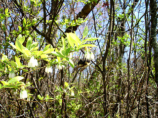 Image showing NJ Forest 5