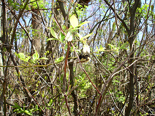 Image showing Green Leaves