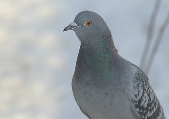 Image showing Dove