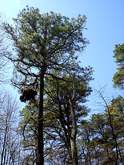 Image showing NJ Trees 3