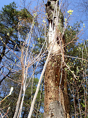 Image showing NJ Trees