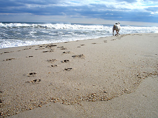 Image showing Benson on beach