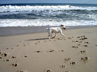 Image showing Benson on beach 2