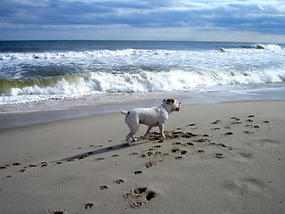 Image showing Benson on beach 3