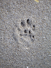 Image showing Paw print on sand