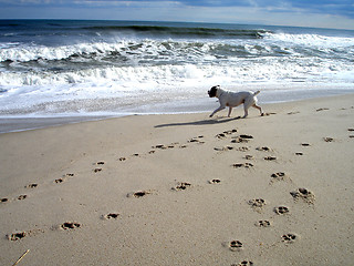 Image showing Benson on beach 5