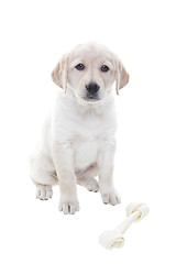 Image showing Golden Retriever Puppy