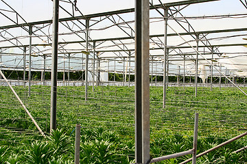 Image showing New plants in greenhouse