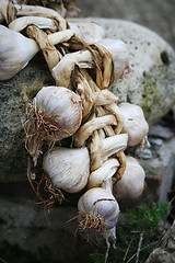 Image showing Garlic bulbs