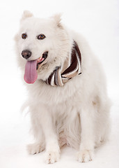 Image showing White dog facing the camera with muffler scarf on the ne