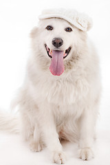 Image showing dog sitting on the floor with cap