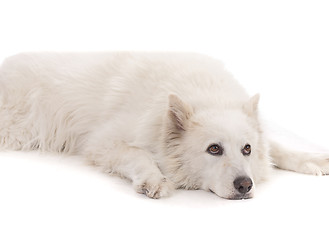 Image showing Beautiful White aski severe dog laying down