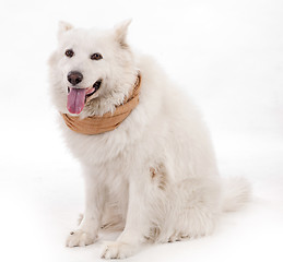 Image showing white dog wearing brown muffler scarf on his