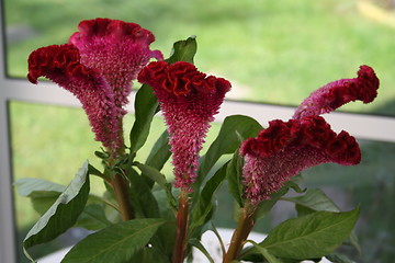 Image showing Red flower