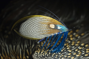 Image showing Classic Atlantic Salmon Fly