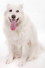 Image showing white dog splitting his tounge out