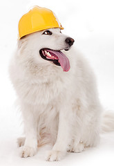 Image showing Dog wearing yellow helmet