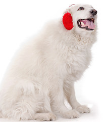 Image showing white severe with red ear muff