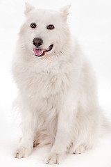Image showing white dog sitting