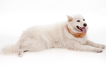 Image showing White dog relaxing on the floor with muffler scarf on the nec