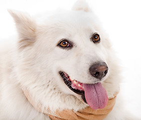 Image showing Close up of white dog