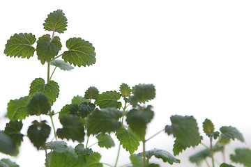 Image showing Lemon balm