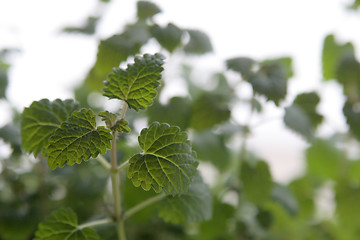 Image showing Lemon balm