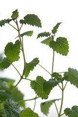 Image showing Lemon balm