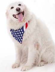 Image showing Cute dog wearing american flag scarf