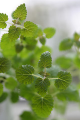 Image showing Lemon balm