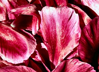 Image showing rose petals