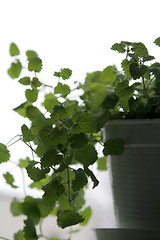 Image showing Lemon balm