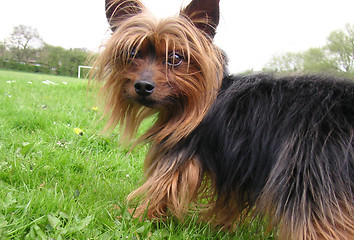 Image showing yorkshire terrier