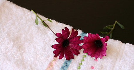 Image showing Two maroon daisies