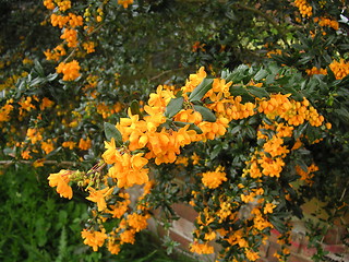 Image showing berberis bush in flower