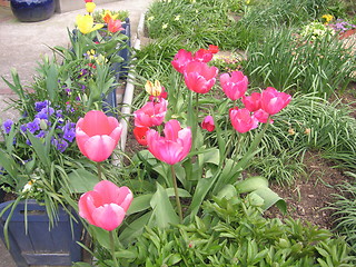 Image showing tulips in a garden