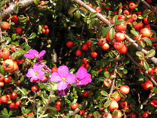 Image showing aubrieta in a berry bush