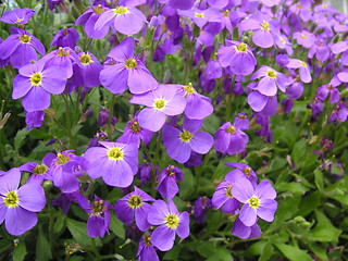 Image showing aubrieta flowers