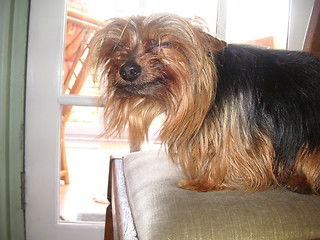 Image showing yorkie smiling