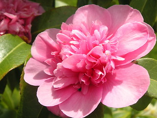Image showing pink semi-double camellia