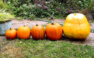 Image showing Five Pumpkins