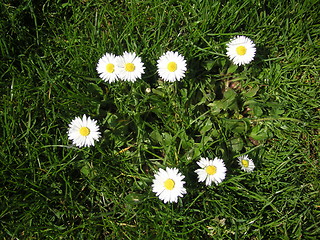 Image showing ring of daisies