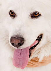 Image showing Close up shot of white dog