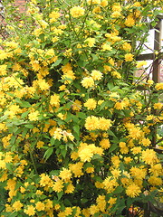 Image showing japonica bush