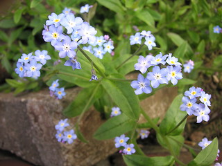 Image showing forget-me-nots