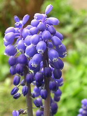 Image showing grape hyacinth flowers