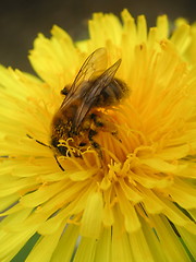 Image showing bee collecting pollen