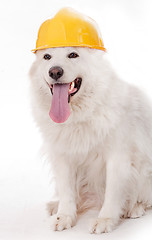 Image showing Cute dog wearing helmet