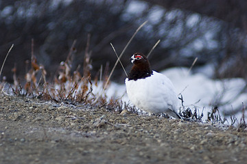 Image showing Male ptarmigan warming