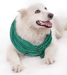 Image showing white dog wearing green Muffler scarf